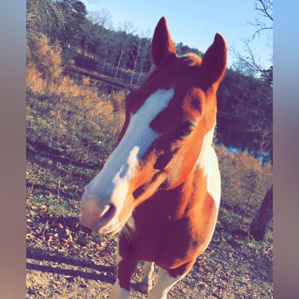 Meet your Posher, Brandy